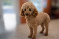 Salem- Male- AKC Mini Poodle- Stokesdale, NC, a male Poodle - Miniature  for sale in Stokesdale, NC – 3 of 3