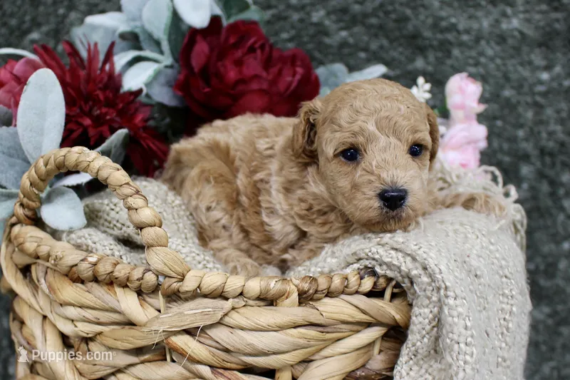 Poppy- AKC Mini Poodle- Girl- NC – Poodle - Miniature  puppy for sale in Stokesdale, NC