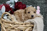 Poppy- AKC Mini Poodle- Girl- NC, a female Poodle - Miniature  for sale in Stokesdale, NC – 1 of 3