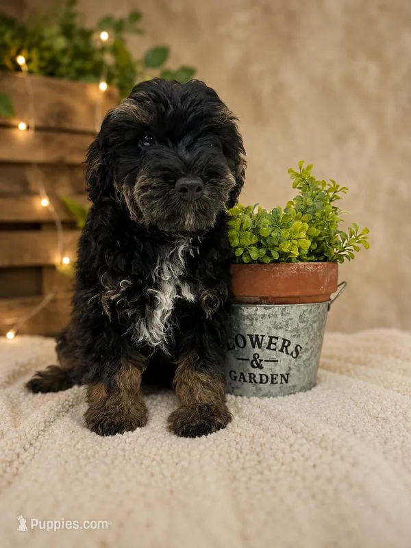Bandit- F1B Mini AussieDoodle Boy in NC- Black Phantom – Miniature Aussiedoodle puppy for sale in Stokesdale, NC