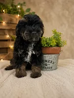 Bandit- F1B Mini AussieDoodle Boy in NC- Black Phantom, a male Miniature Aussiedoodle for sale in Stokesdale, NC – 1 of 8