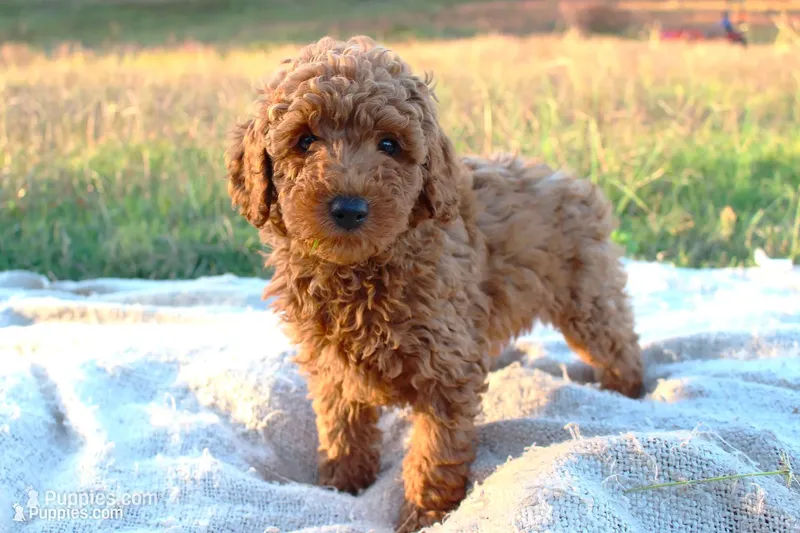 Jack- Male- AKC Mini Poodle- Stokesdale, NC – Poodle - Miniature  puppy for sale in Stokesdale, NC