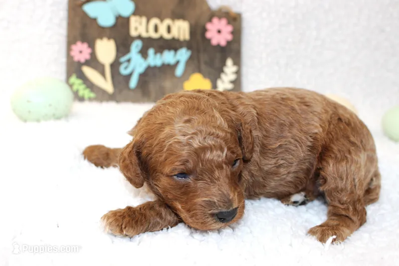 Jasper – Poodle - Miniature  puppy for sale in Stokesdale, NC