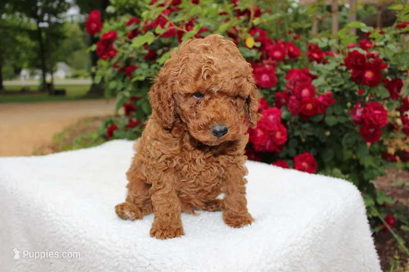 Jasper- AKC Mini Poodle in NC – Poodle - Miniature  puppy for sale in Stokesdale, NC