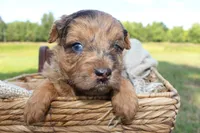 Boone- CKC- F1 Mini AussieDoodle- Stokesdale, NC, a male Miniature Aussiedoodle for sale in Stokesdale, NC – 1 of 5