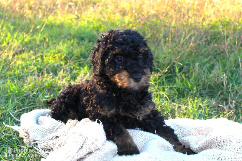 Salem- Male- AKC Mini Poodle- Stokesdale, NC – Poodle - Miniature  puppy for sale in Stokesdale, NC