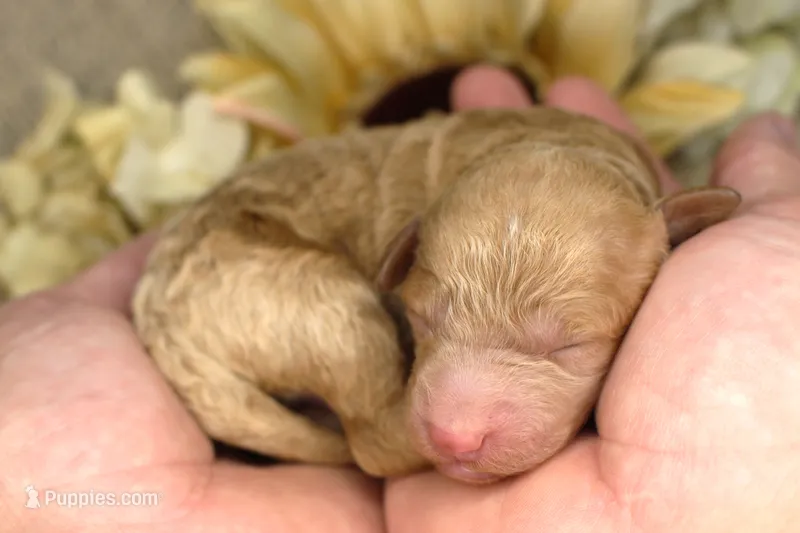 Jimmy- AKC Male Mini Poodle- Stokesdale, NC – Poodle - Miniature  puppy for sale in Stokesdale, NC