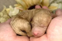 Jimmy- AKC Male Mini Poodle- Stokesdale, NC, a male Poodle - Miniature  for sale in Stokesdale, NC – 1 of 3