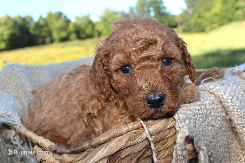 Frances- AKC Female Mini Poodle- Stokesdale, NC – Poodle - Miniature  puppy for sale in Stokesdale, NC