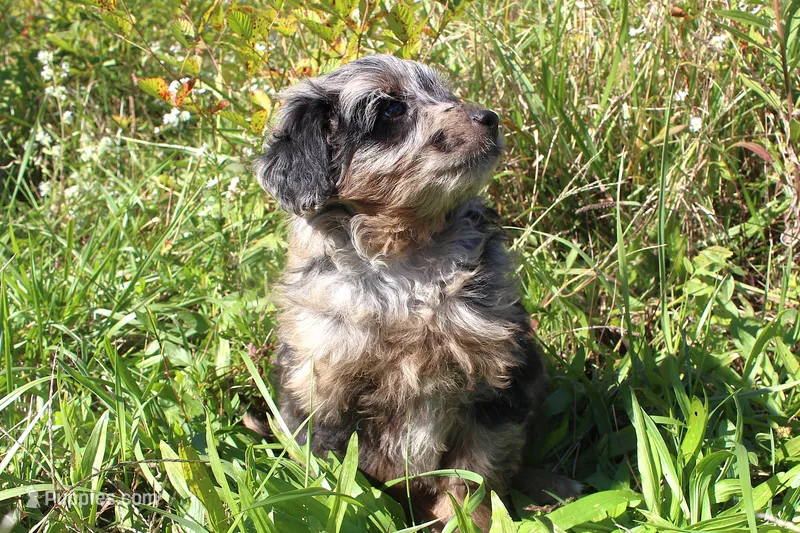 Rocky- CKC- F1 Mini AussieDoodle- Stokesdale, NC – Miniature Aussiedoodle puppy for sale in Stokesdale, NC