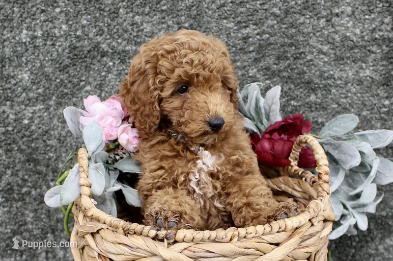 Jasper- AKC Mini Poodle in NC – Poodle - Miniature  puppy for sale in Stokesdale, NC