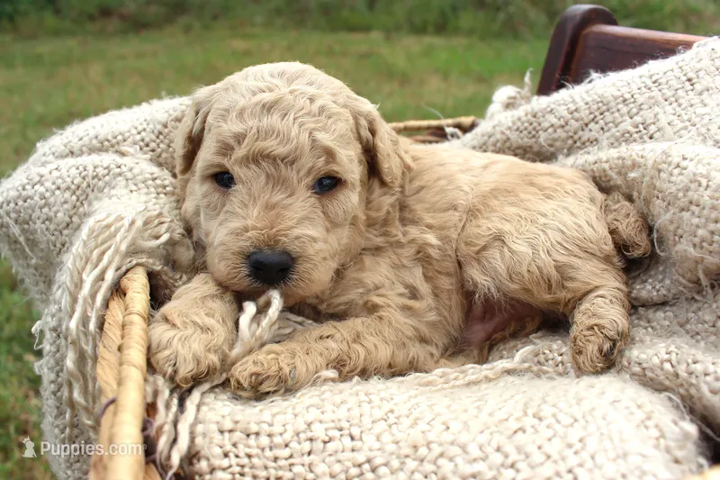 Casper- Male- Mini Poodle- Stokesdale, NC – Poodle - Miniature  puppy for sale in Stokesdale, NC