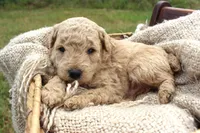 Casper- Male- Mini Poodle- Stokesdale, NC, a male Poodle - Miniature  for sale in Stokesdale, NC – 1 of 4