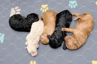 Salem- Male- AKC Mini Poodle- Stokesdale, NC, a male Poodle - Miniature  for sale in Stokesdale, NC – 2 of 3