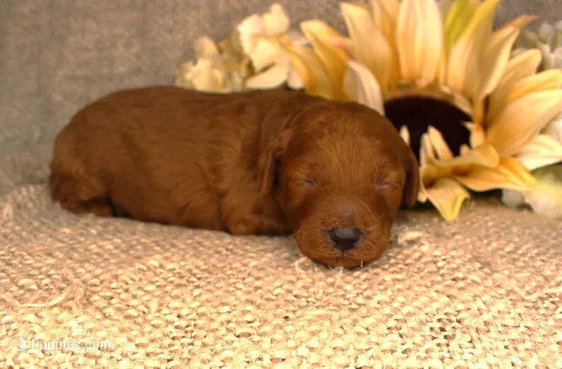 Teddy- Male AKC Mini Poodle- Stokesdale, NC – Poodle - Miniature  puppy for sale in Stokesdale, NC