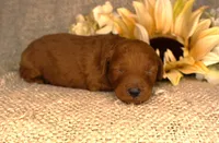 Teddy- Male AKC Mini Poodle- Stokesdale, NC, a male Poodle - Miniature  for sale in Stokesdale, NC – 1 of 4