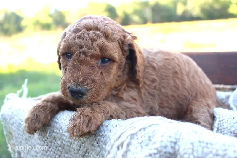 Gilly- AKC Female Mini Poodle- Stokesdale, NC – Poodle - Miniature  puppy for sale in Stokesdale, NC