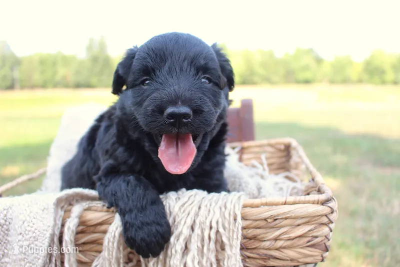 Jasper- CKC- F1 Mini AussieDoodle- Stokesdale, NC – Miniature Aussiedoodle puppy for sale in Stokesdale, NC