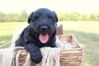 Jasper- CKC- F1 Mini AussieDoodle- Stokesdale, NC, a male Miniature Aussiedoodle for sale in Stokesdale, NC – 1 of 5