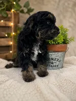 Bandit- F1B Mini AussieDoodle Boy in NC- Black Phantom, a male Miniature Aussiedoodle for sale in Stokesdale, NC – 2 of 8