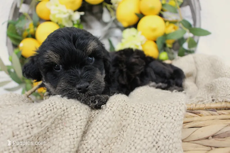 Bandit- F1B Mini AussieDoodle Boy in NC- Black Phantom – Miniature Aussiedoodle puppy for sale in Stokesdale, NC