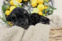 Bandit- F1B Mini AussieDoodle Boy in NC- Black Phantom, a male Miniature Aussiedoodle for sale in Stokesdale, NC – 1 of 6