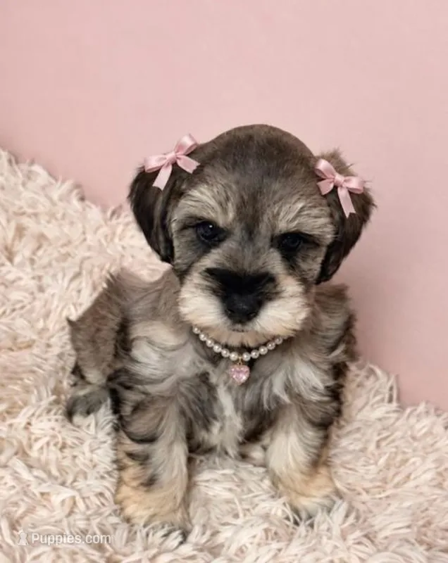 Twilla – Miniature Schnauzer puppy for sale in Daisetta, TX