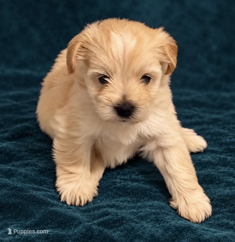 Twilight – Miniature Schnauzer puppy for sale in Daisetta, TX