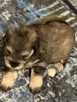 Tugger, a male Miniature Schnauzer for sale in Daisetta, TX – 2 of 4