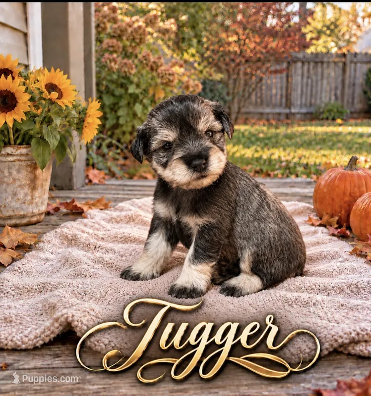 Tugger – Miniature Schnauzer puppy for sale in Daisetta, TX