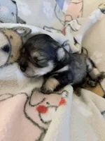 Tugger, a male Miniature Schnauzer for sale in Daisetta, TX – 4 of 4