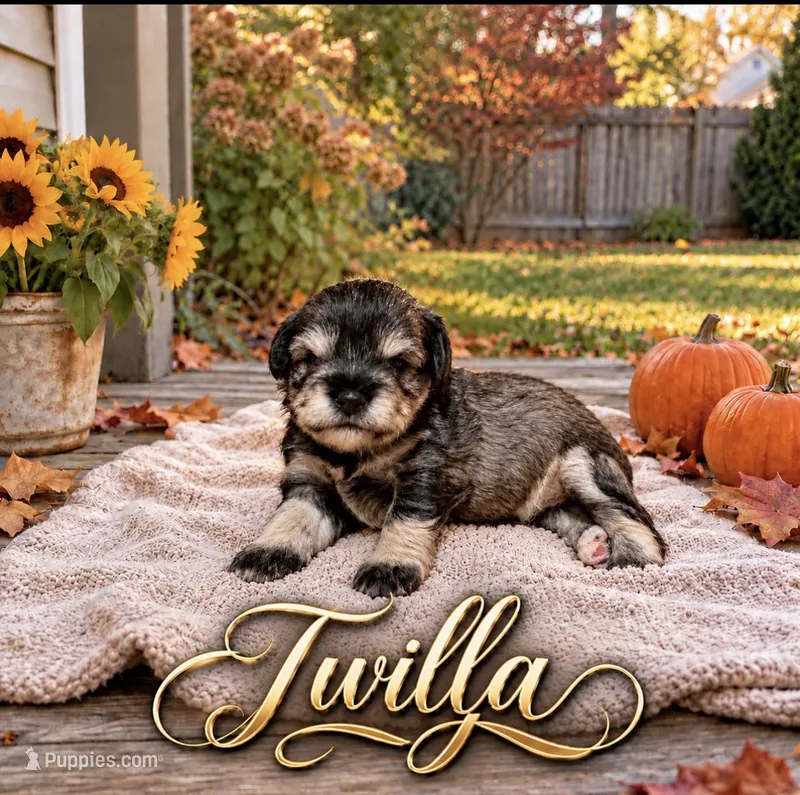 Twilla – Miniature Schnauzer puppy for sale in Daisetta, TX