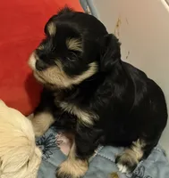 Talla, a female Miniature Schnauzer for sale in Daisetta, TX – 6 of 6