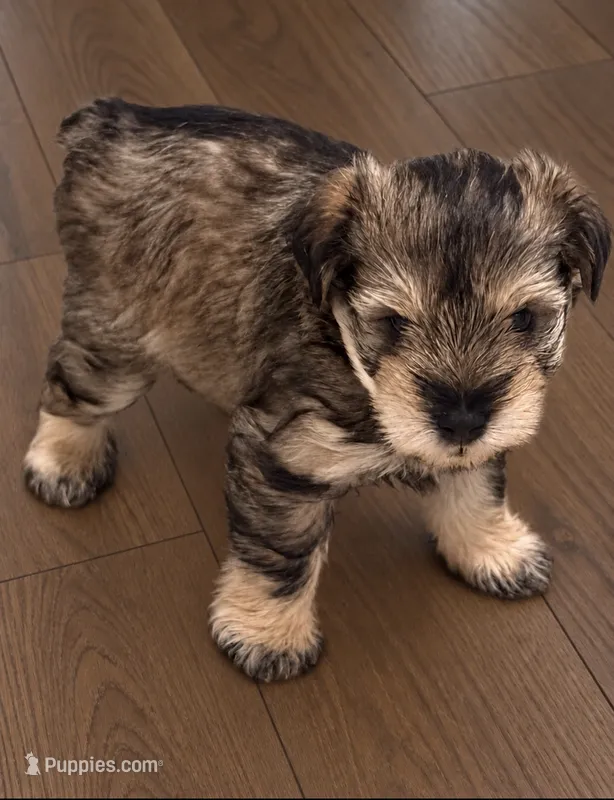 Twilla – Miniature Schnauzer puppy for sale in Daisetta, TX