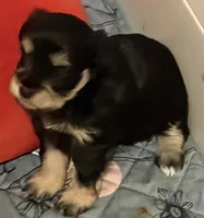 Talla, a female Miniature Schnauzer for sale in Daisetta, TX – 5 of 6