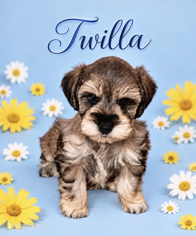 Twilla – Miniature Schnauzer puppy for sale in Daisetta, TX