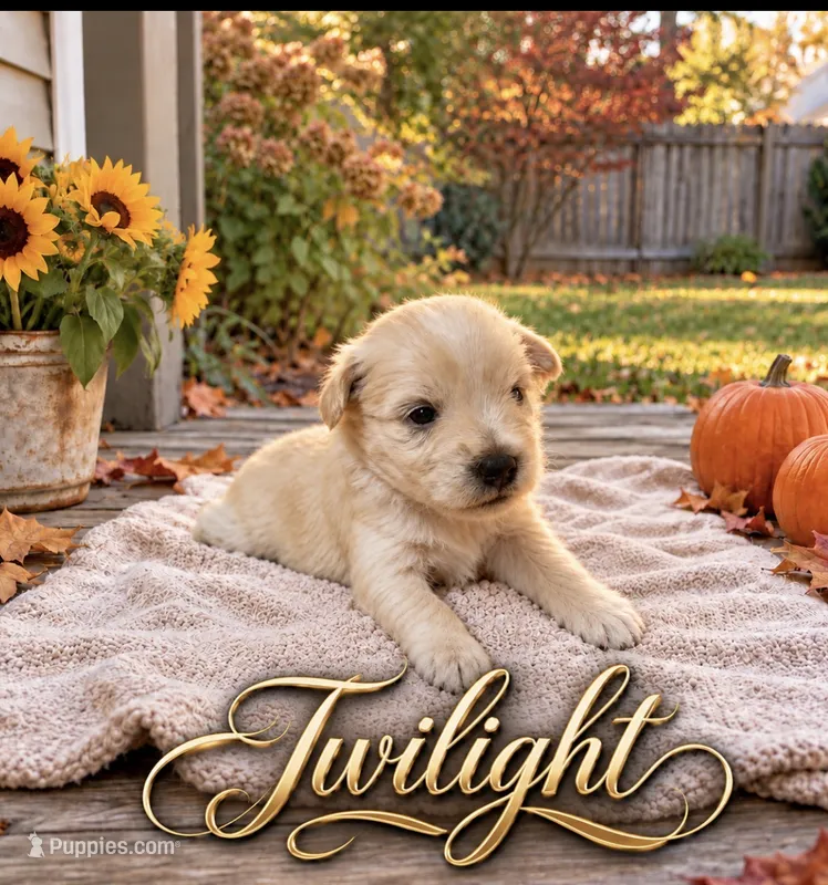 Twilight – Miniature Schnauzer puppy for sale in Daisetta, TX