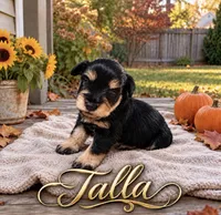 Talla, a female Miniature Schnauzer for sale in Daisetta, TX – 1 of 6