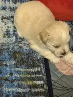 Twilight, a female Miniature Schnauzer for sale in Daisetta, TX – 5 of 6