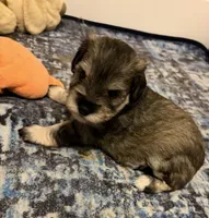 Twilla, a female Miniature Schnauzer for sale in Daisetta, TX – 3 of 3