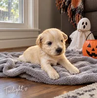 Twilight, a female Miniature Schnauzer for sale in Daisetta, TX – 4 of 6