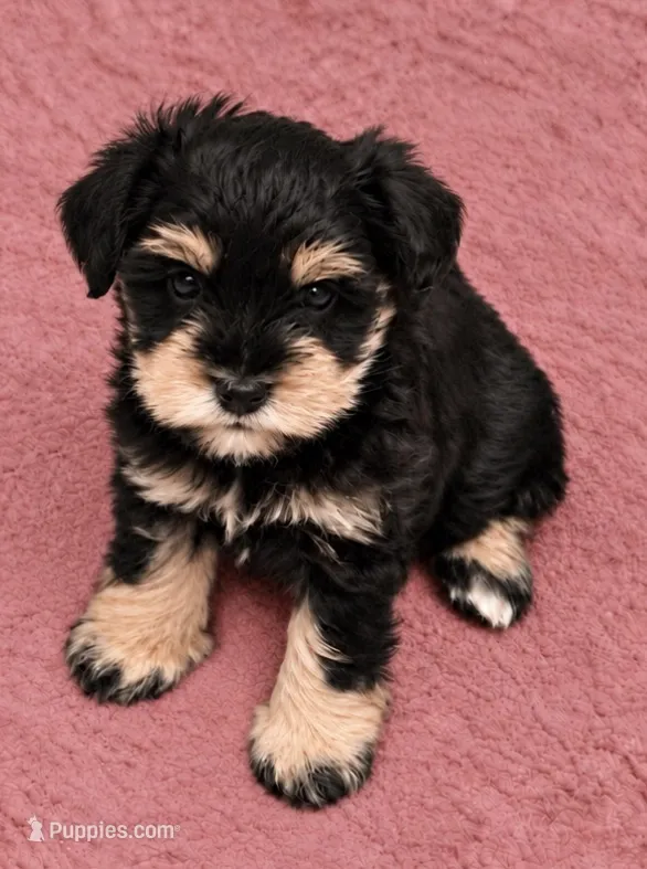 Talla – Miniature Schnauzer puppy for sale in Daisetta, TX