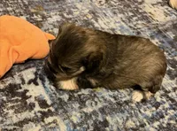 Twilla, a female Miniature Schnauzer for sale in Daisetta, TX – 2 of 3