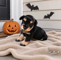 Talla, a female Miniature Schnauzer for sale in Daisetta, TX – 2 of 6