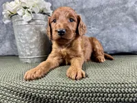 Della, a female Irish Doodle for sale in Hammond, WI – 3 of 5