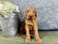 York - F1B, a male Irish Doodle for sale in Hammond, WI – 5 of 5