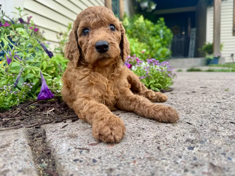 Georgia – Irish Doodle puppy for sale in Hammond, WI