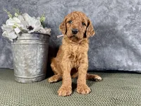 Nora, a female Irish Doodle for sale in Hammond, WI – 3 of 5
