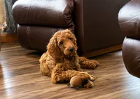 Murphy, a male Irish Doodle for sale in Hammond, WI – 1 of 2