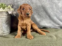 Virginia, a female Irish Doodle for sale in Hammond, WI – 1 of 5